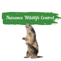 Nuisance Wildlife Control